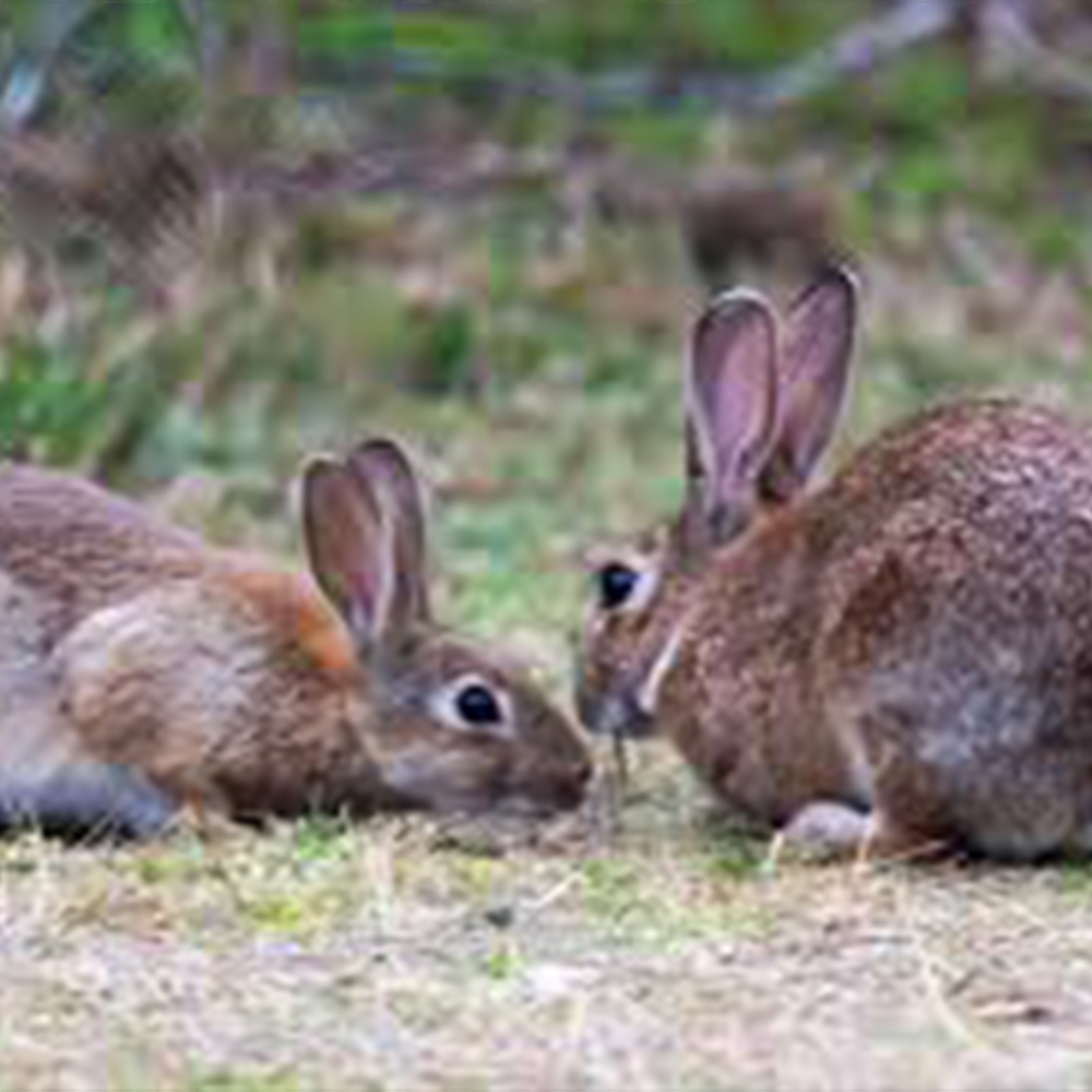 Wildlife Viewing