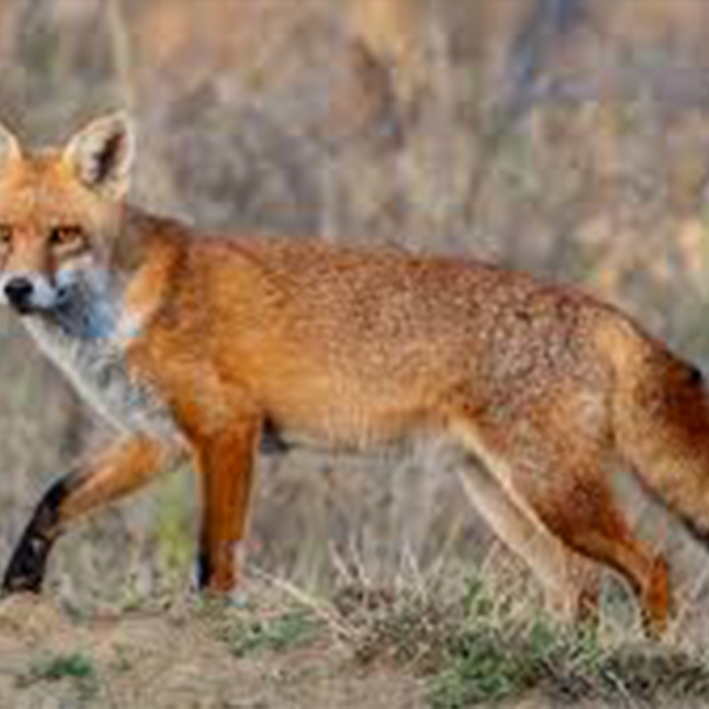 Wildlife Viewing