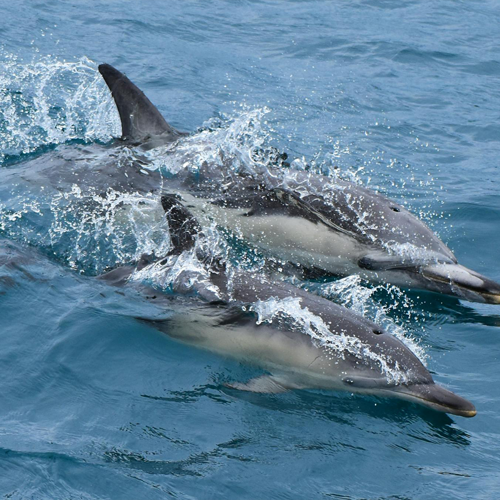 Wildlife Viewing