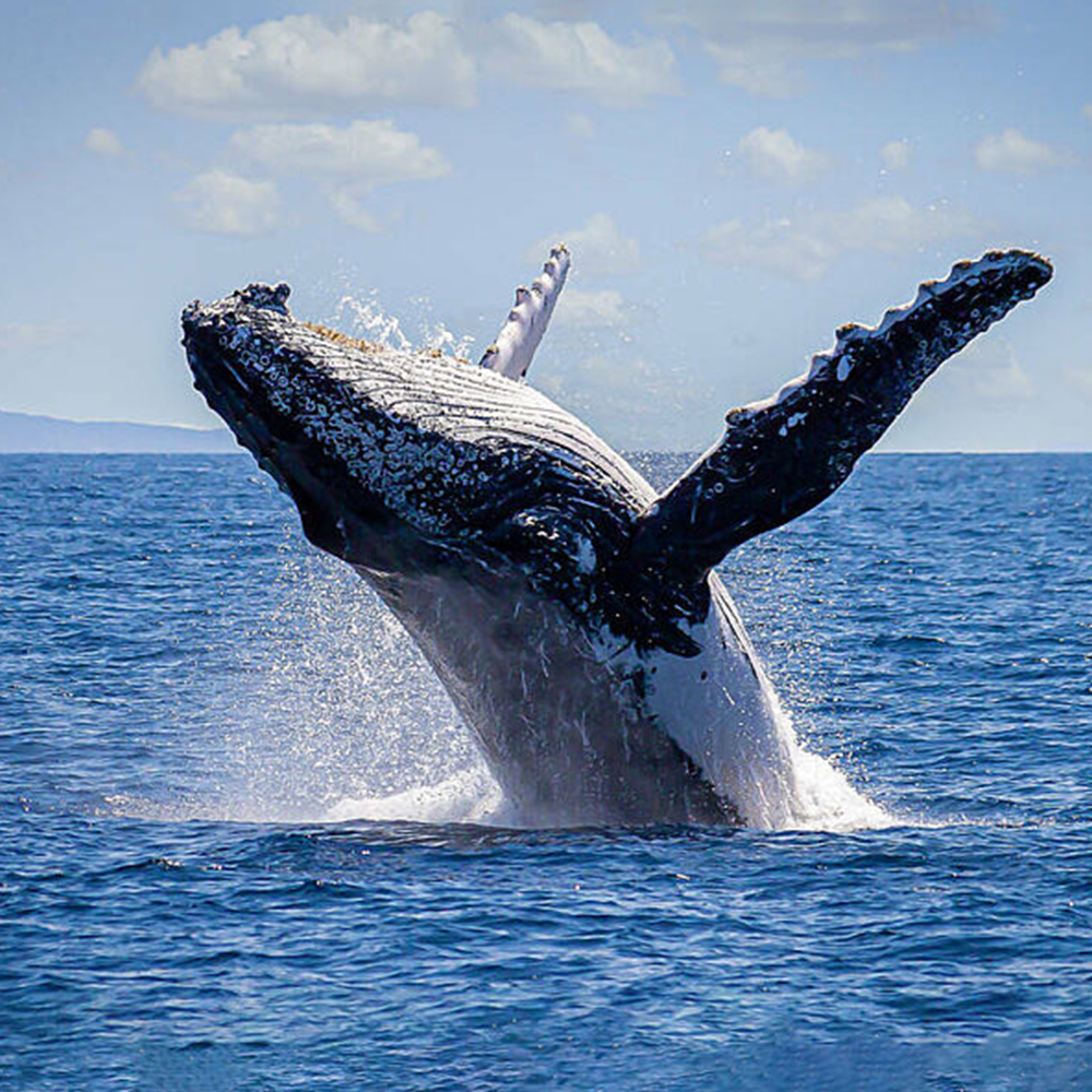 Wildlife Viewing