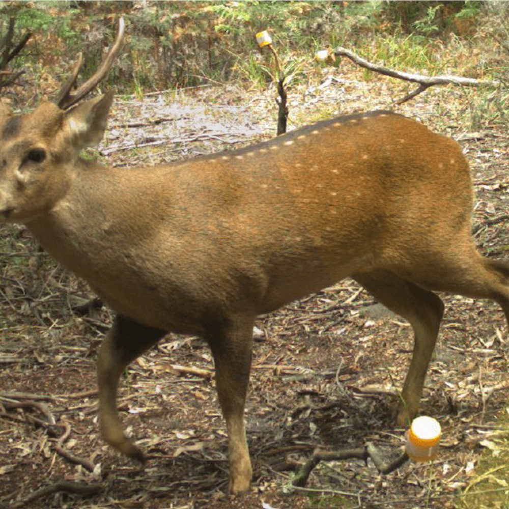 Wildlife Viewing