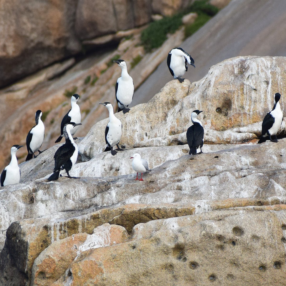 Wildlife Viewing
