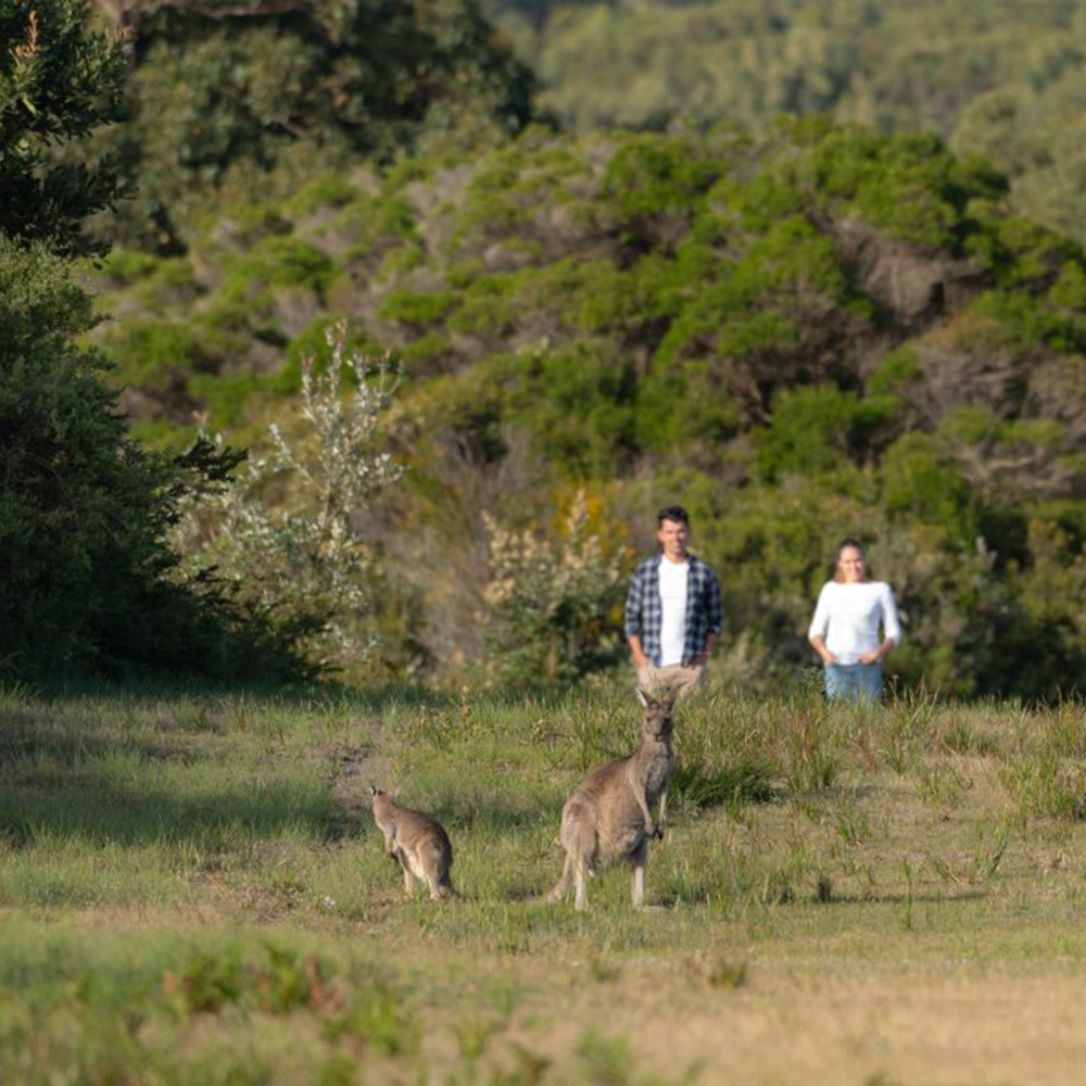 Wildlife Viewing