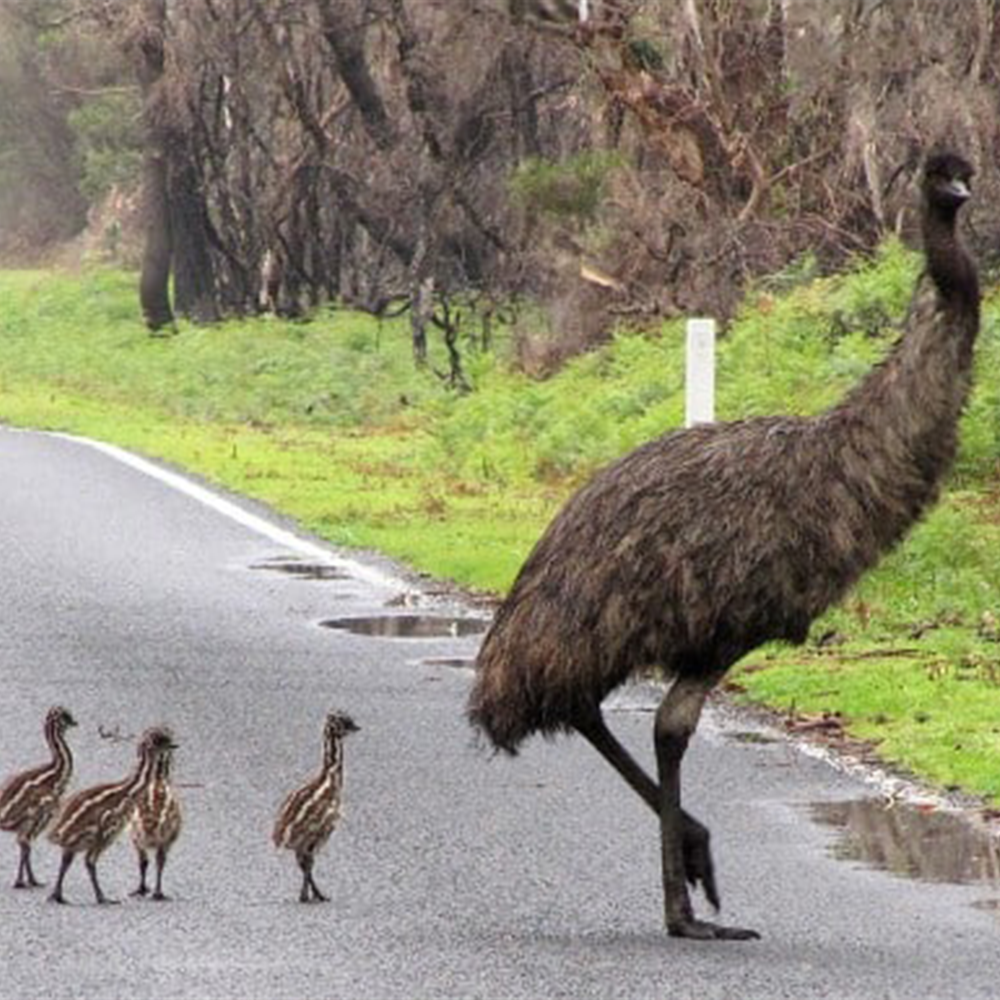 Wildlife Viewing