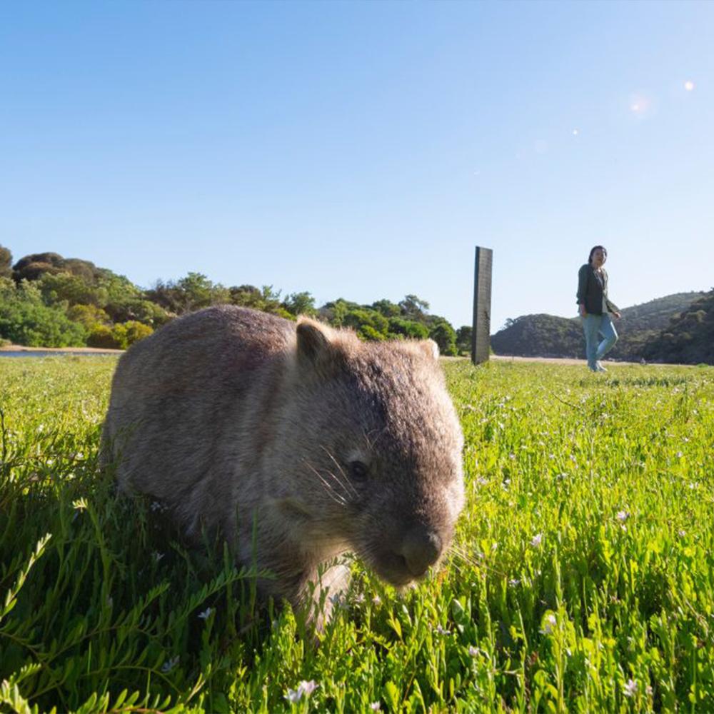 Wildlife Viewing