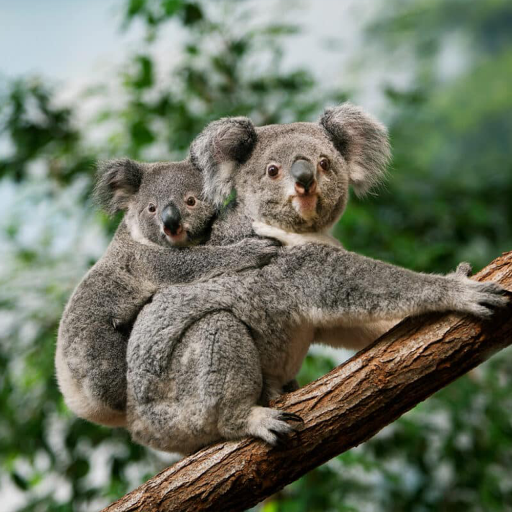 Wildlife Viewing